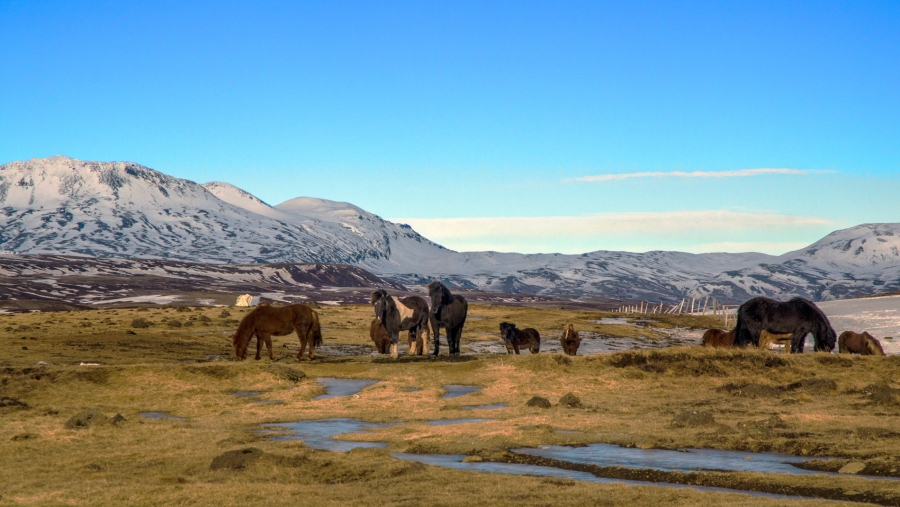 Icelandic Horses +