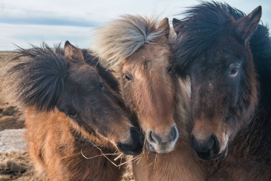 Icelandic Horses' "Selfie"