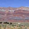 Navajo Horses