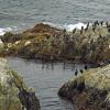 Cormorants and Seals
