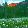 Daisies & Red Mountain