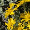 Silver Basin Sunflowers