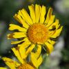 Silver Basin Alpine Sunflower