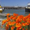 California Poppies in Bandon Harbor