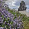 Lupine and Sea Stack