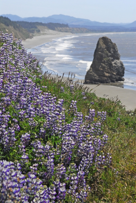 Lupine and Sea Stack
