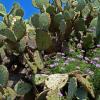 Verbena & Prickly Pear Cactus