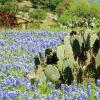 Bluebonnets & Prickly Pear Cactus