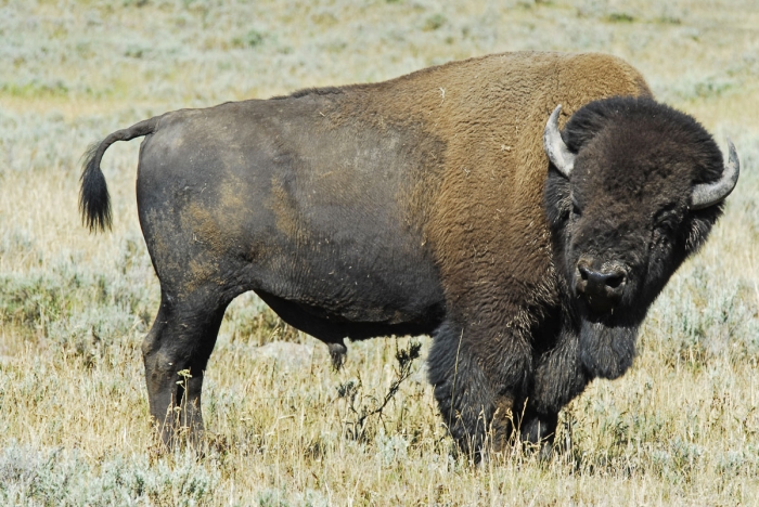 The Pride of Yellowstone