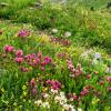 Colorado Wildflowers & High Basins - July 2015