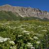 Gothic Mountain and Cow Parsnip