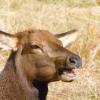 Talk to Me - Cow Elk in Kawunuchee Valley