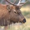 Beautiful Bull Elk