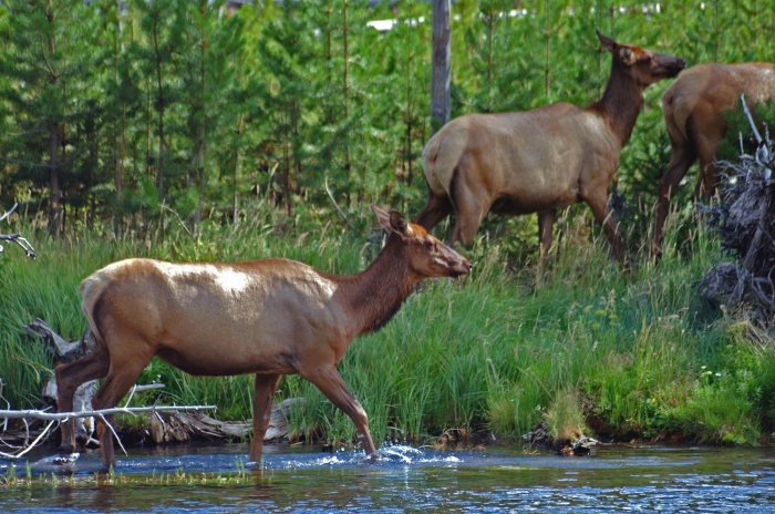 On the Firehole