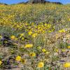 Sunflowers Beneath Ibex Hills
