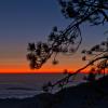 Sequoia Sunset +