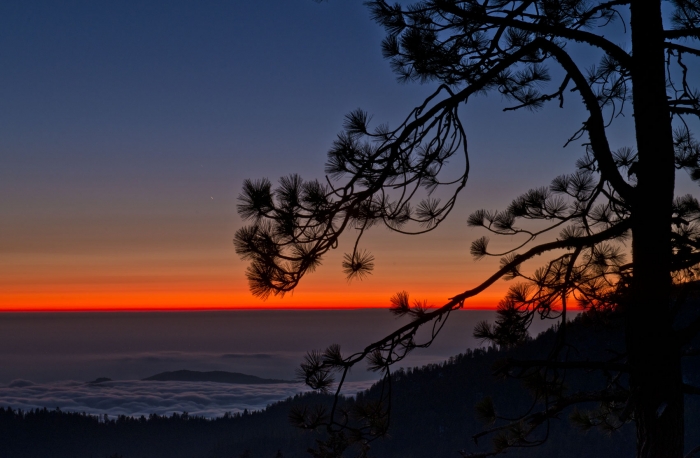 Sequoia Sunset +