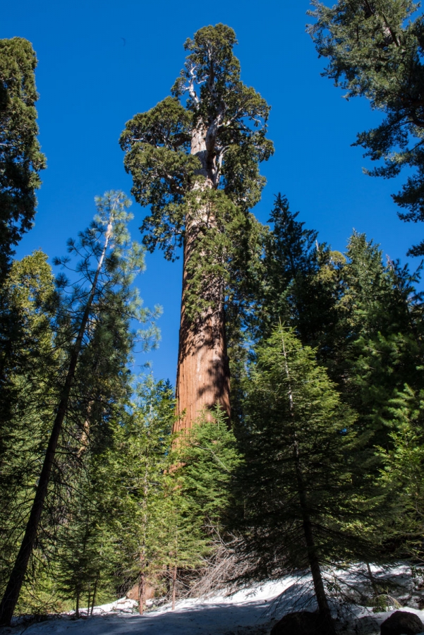 General Sherman Sequoia 