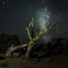 The Devil Tree 