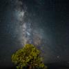 Pinion Pine & Milky Way