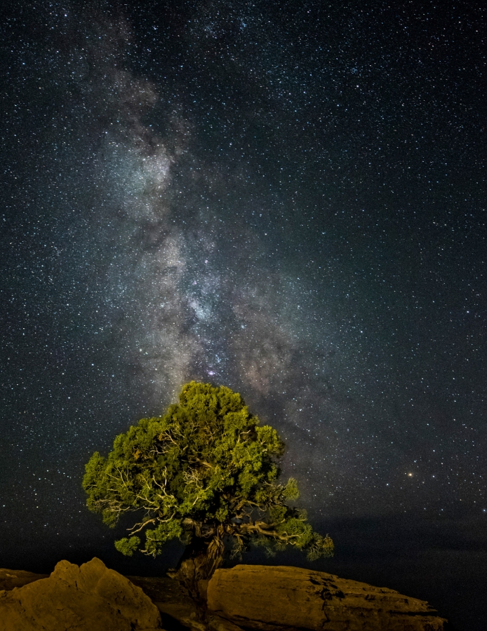 Pinion Pine & Milky Way