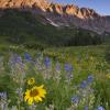 Sunflowers, Lupine and Gothic Mountain