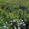 American Basin Wildflowers +