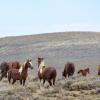 Wild Horses, The Snowy Range & Rocky Mountain National Park - August 2013