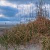 Sea Oats