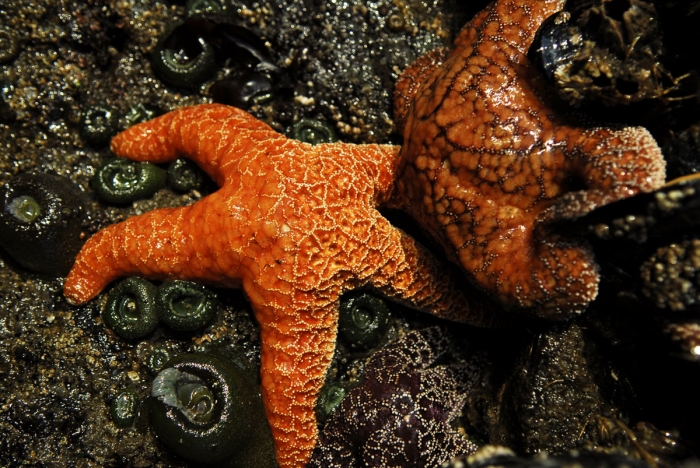 Sea Stars