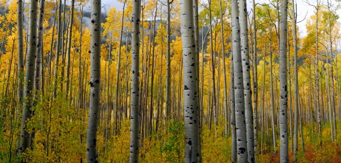 Independence Pass Aspen +