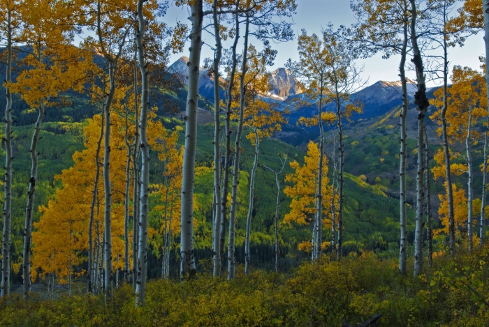 Twilight Through the Aspen +