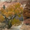 High Desert Tree +