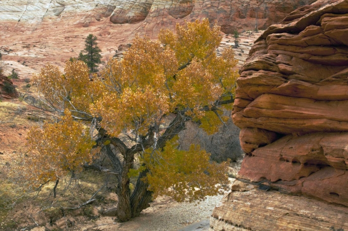 High Desert Tree +