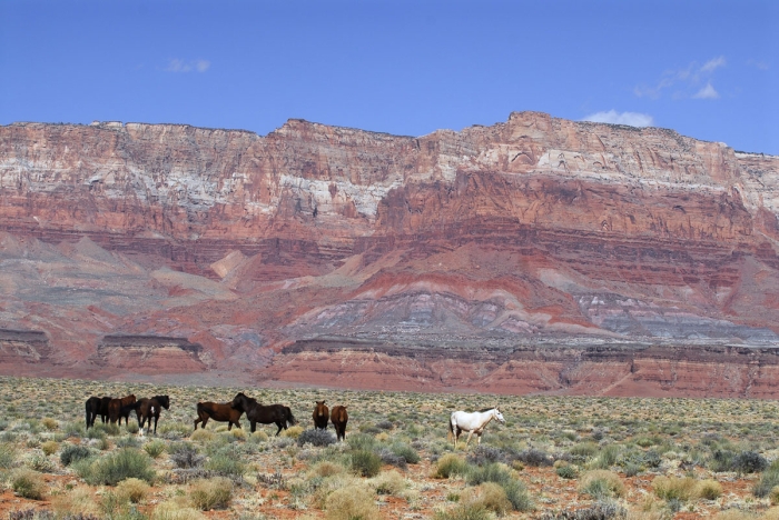 Navajo Horses