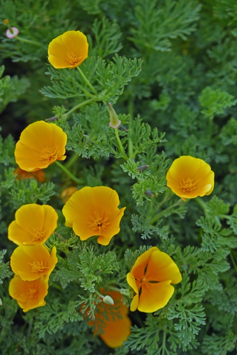 California Poppies