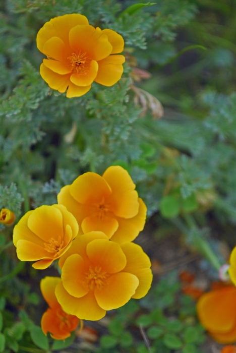 California Poppies