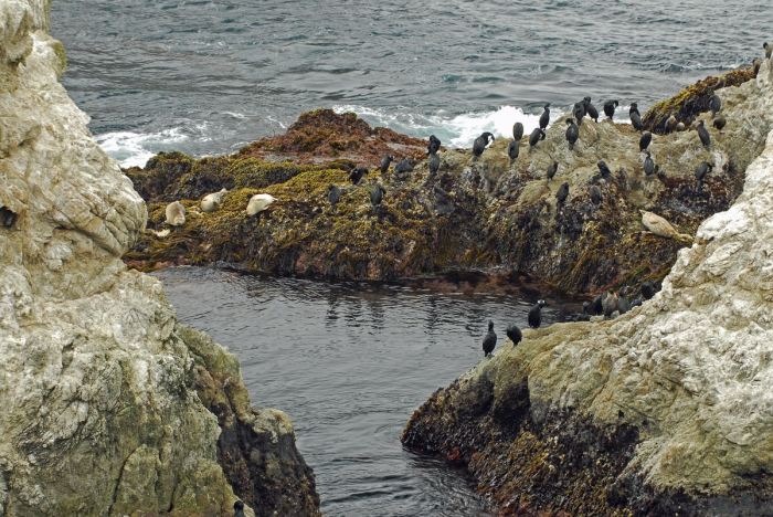 Cormorants and Seals