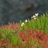 Poppies and Ice Plant