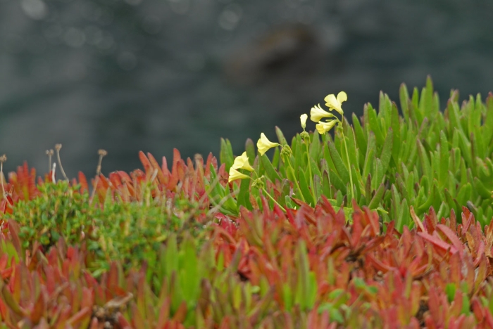 Poppies and Ice Plant