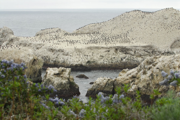 Cormorants Everywhere