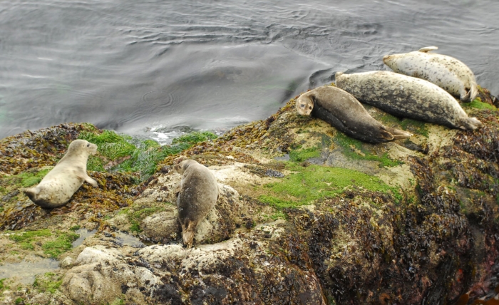 Harbor Seals