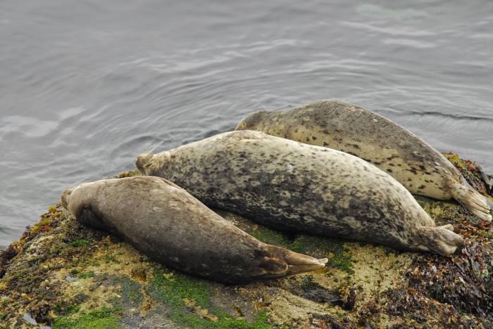 Harbor Seals