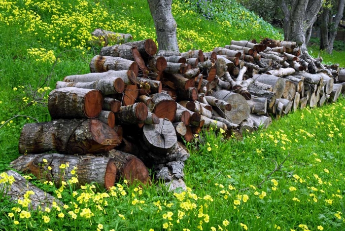 Carmel Woodpile