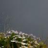 Daisies in the Fog