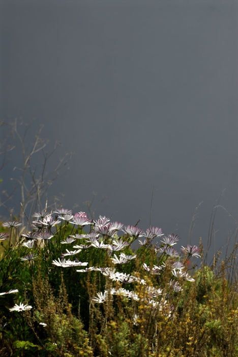 Daisies in the Fog