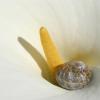 Snail in a Lily