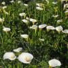 Wild Calla Lilies