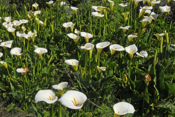 Wild Calla Lilies