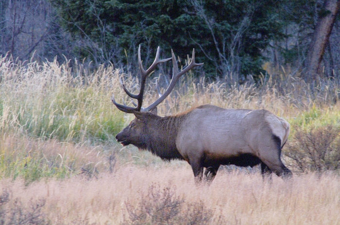 Trophy Bull